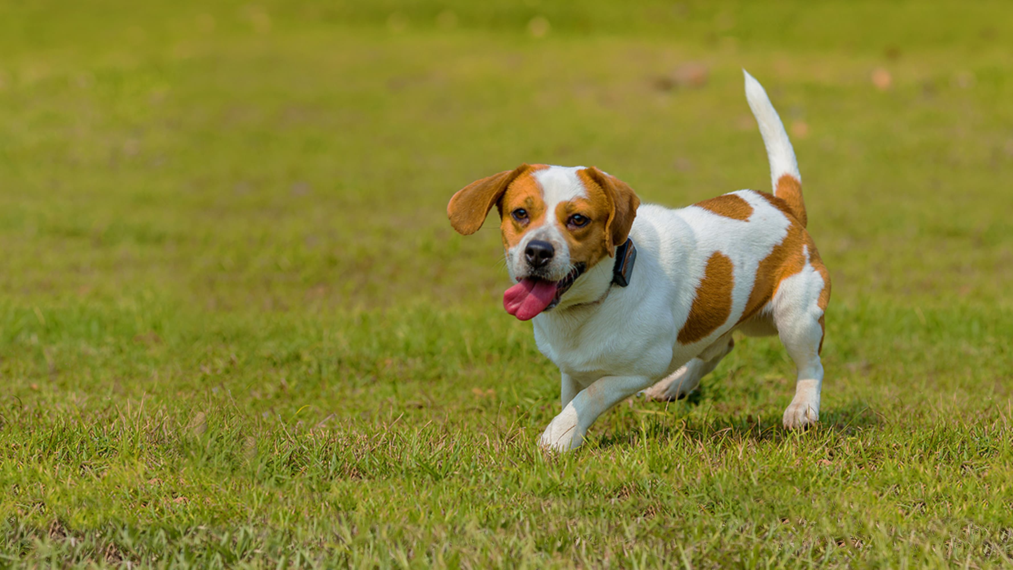 A Hound playing on the grass wearing Pawfit GPS pet tracker that can log activity hours, calories burned and walking distance